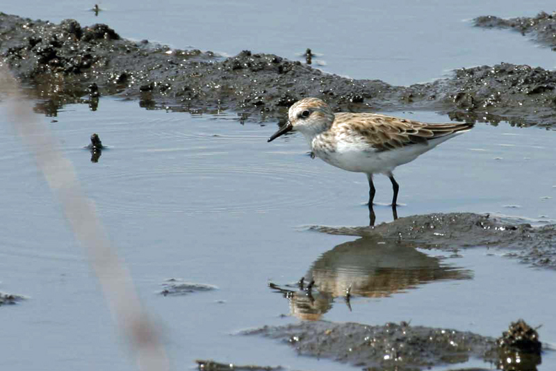 White-rumped Sandpiper 2