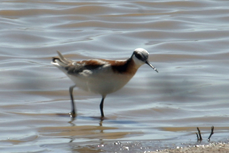Wilsons Phalarope 1