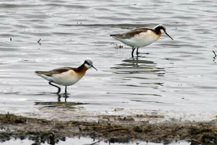 Wilsons Phalarope 2