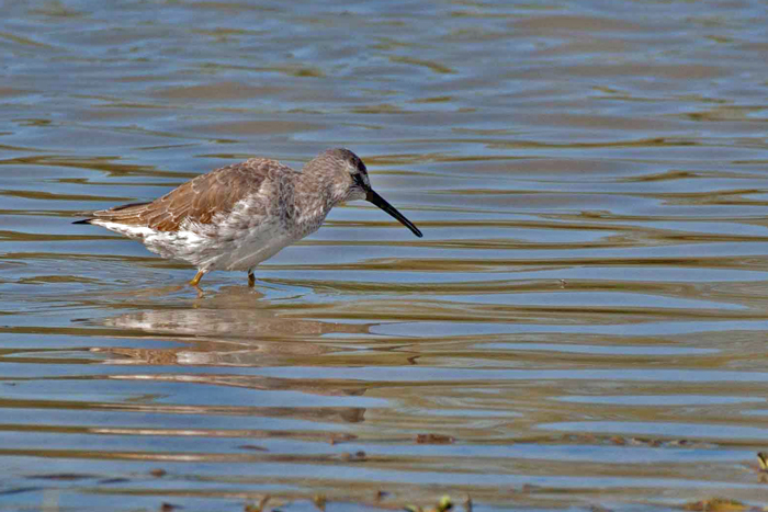 Long-billed Dowitcher 3