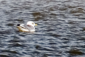 Mew Gull