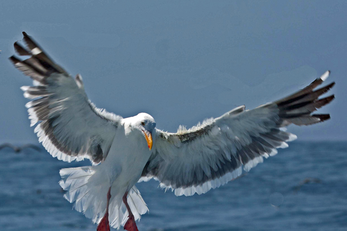 Western Gull 3