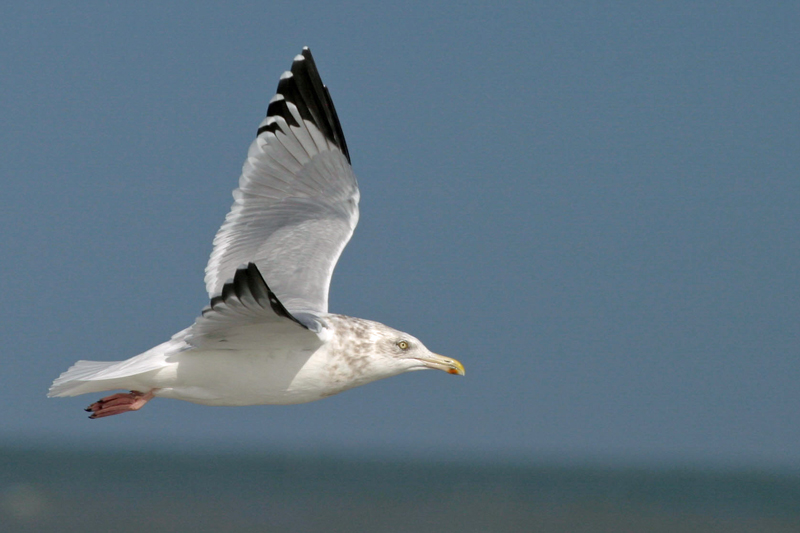 Herring Gull 3