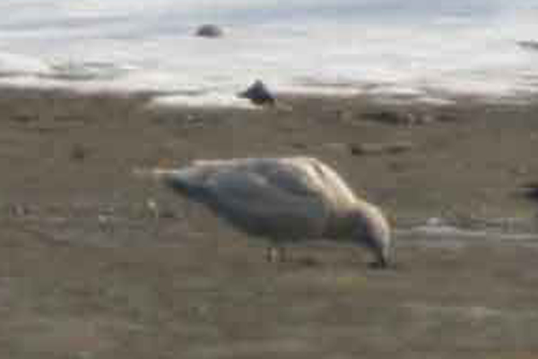 Iceland Gull