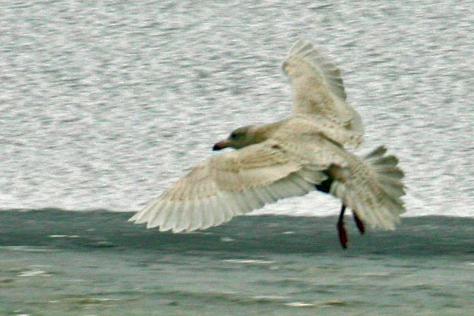Glaucous Gull 2