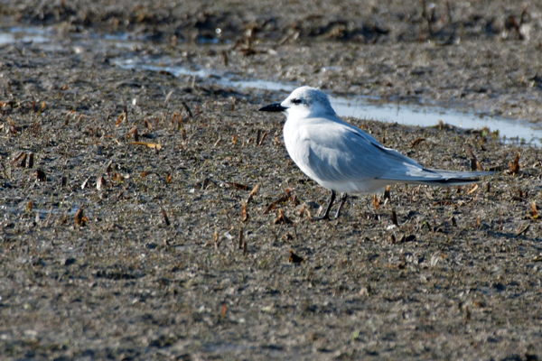 Gull-billed Tern 2