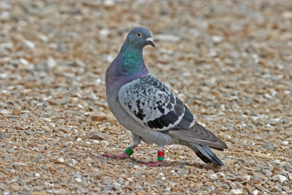 Rock Pigeon