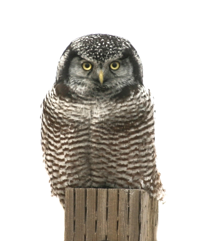 Northern Hawk-Owl 1