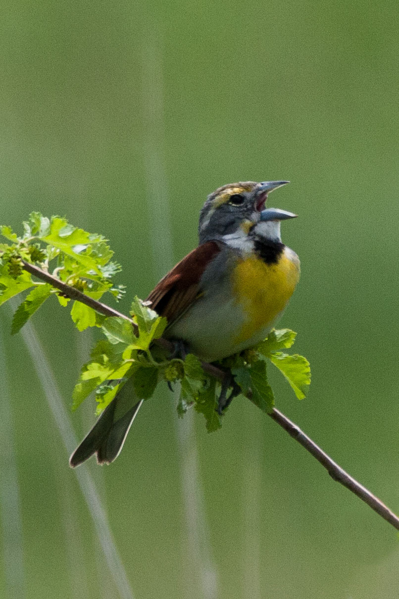 Dickcissel 1