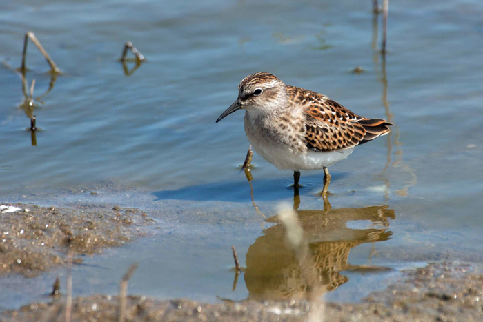 Least Sandpiper