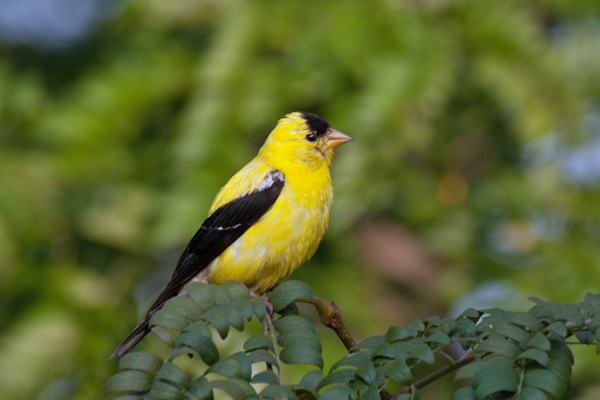 American Goldfinch