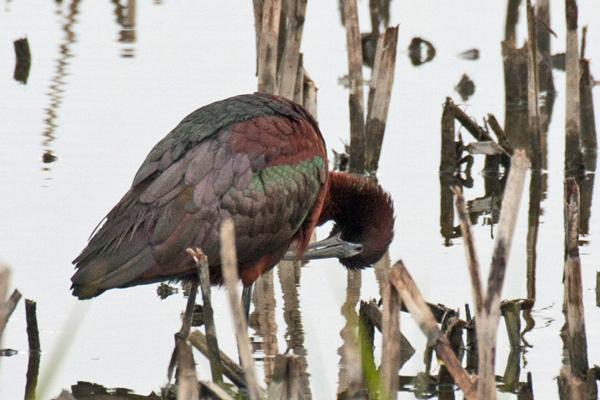 Glossy Ibis 1