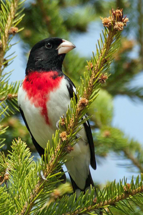 Rose-breasted Grosbeak