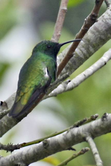 Green-breasted Mango 2