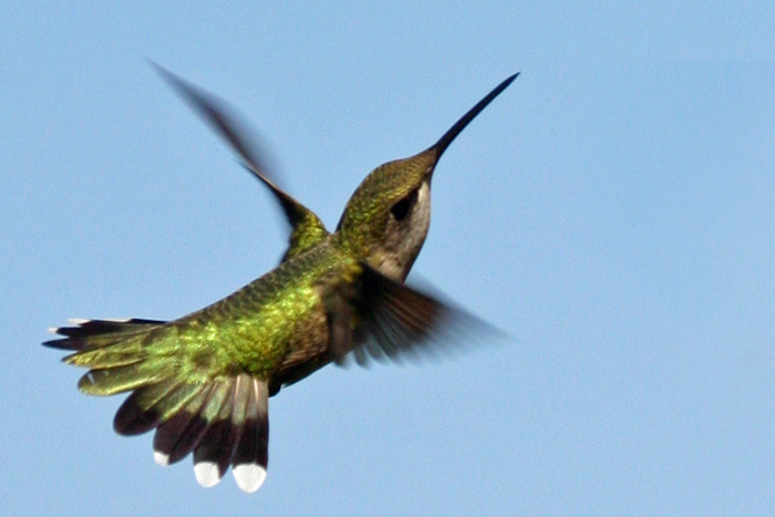 Ruby-throated Hummingbird 4