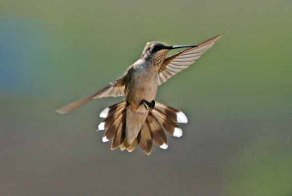 Ruby-throated Hummingbird 5
