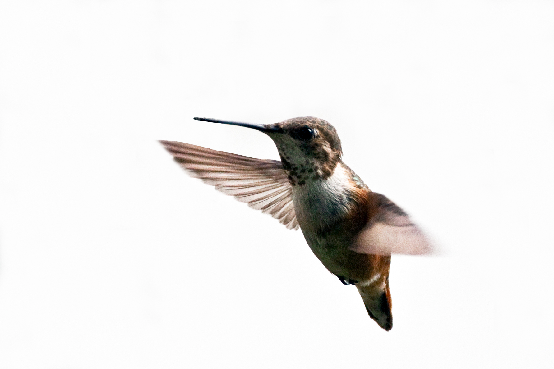 Rufous Hummingbird 1