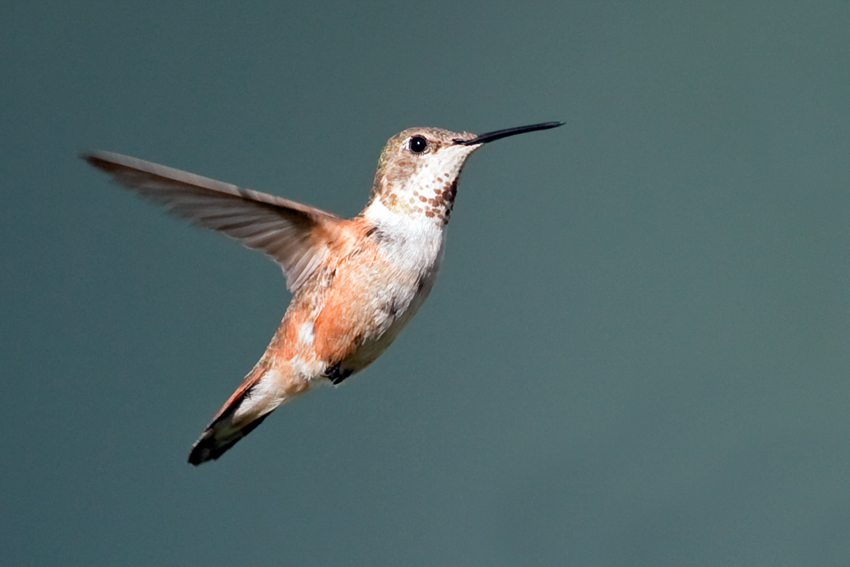 Rufous Hummingbird 2