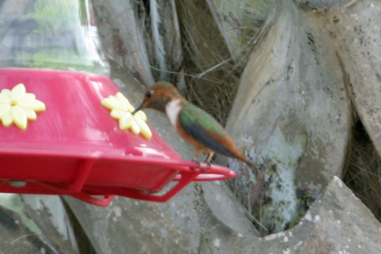 Allens Hummingbird
