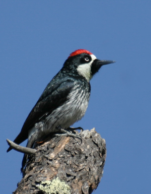 Acorn Woodpecker 1