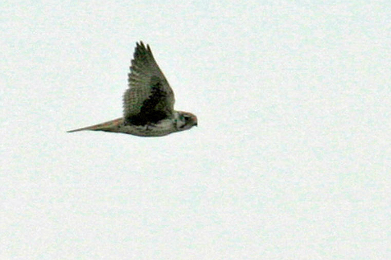 Prairie Falcon 1