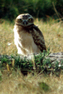 Burrowing Owl 3