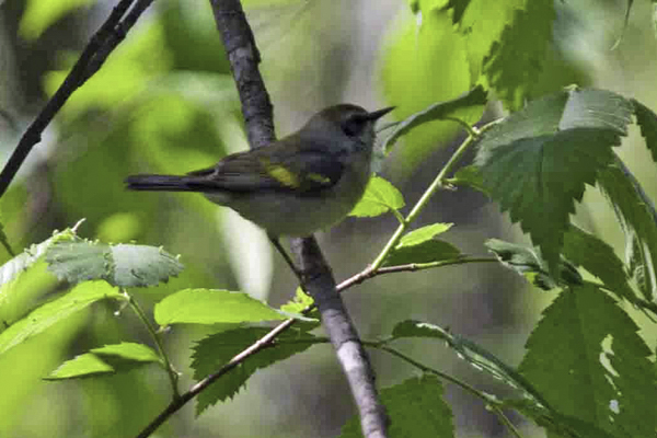 Golden-winged Warbler 2