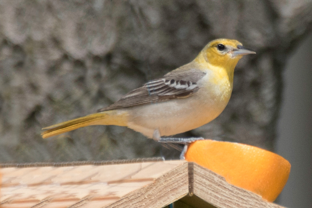 Bullocks Oriole 1