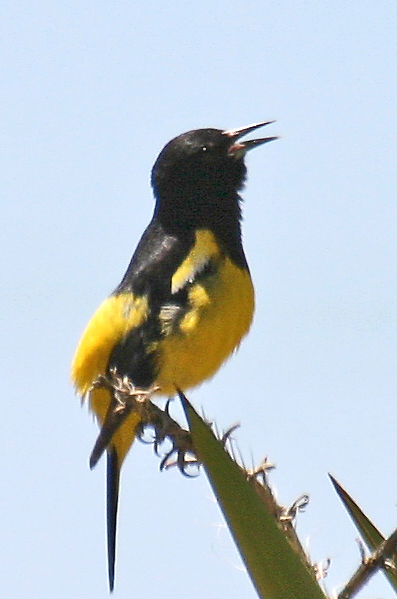 Scotts Oriole 1