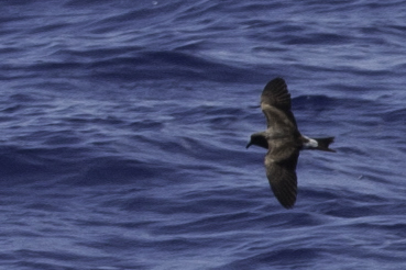 Leach's Storm-Petrel 2
