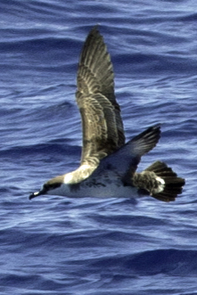 Leach's Storm-Petrel 3
