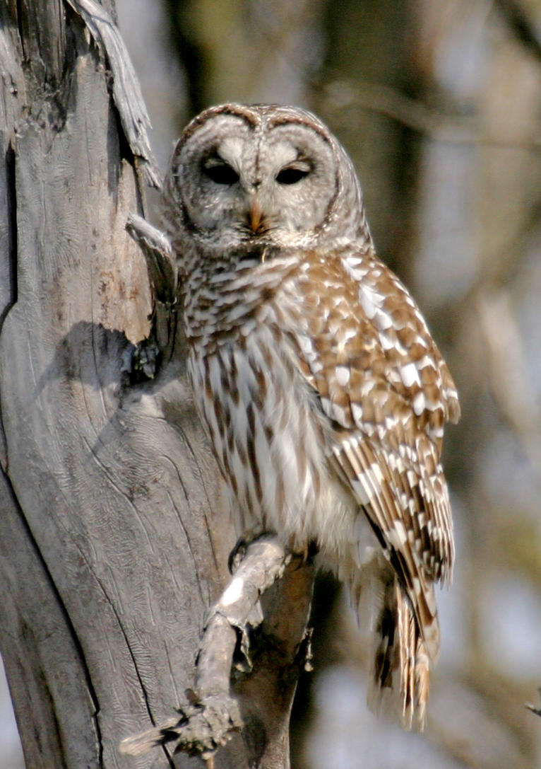 Barred Owl