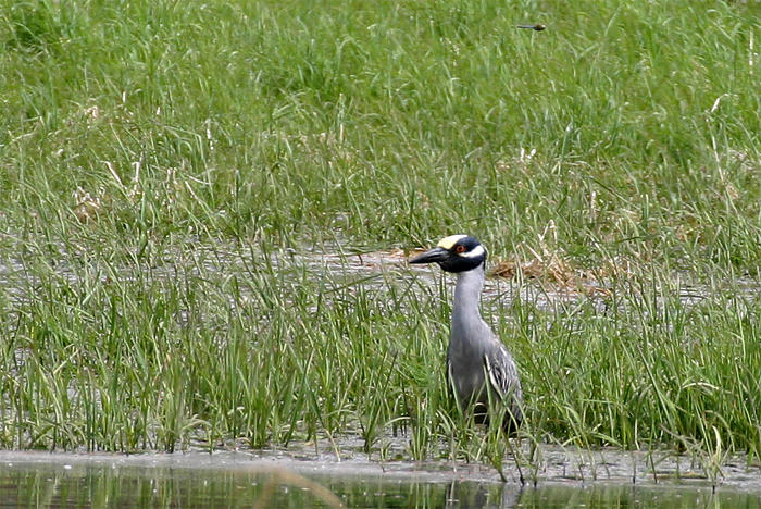 Yellow-crowned Night-Heron