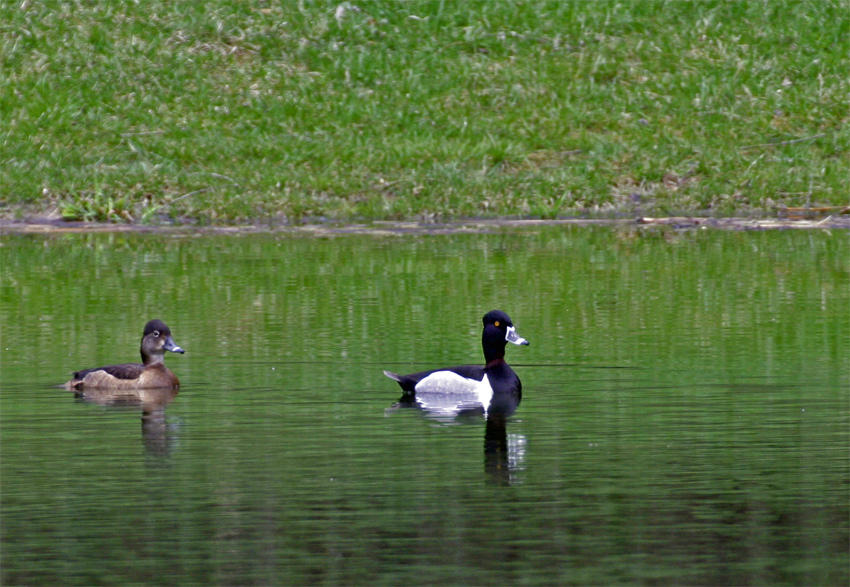 Ring-necked Ducks