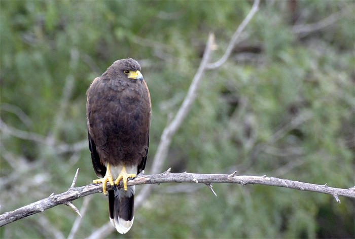 Harriss Hawk 2
