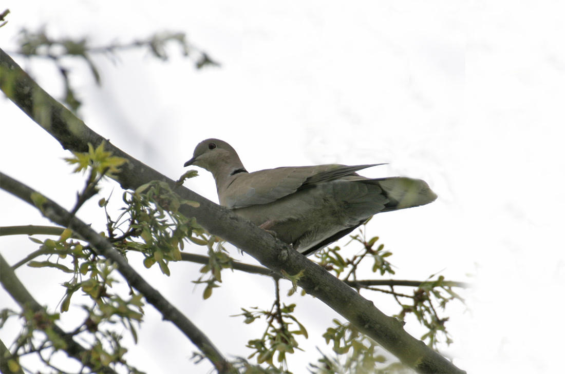 Eurasian Collared-Dove