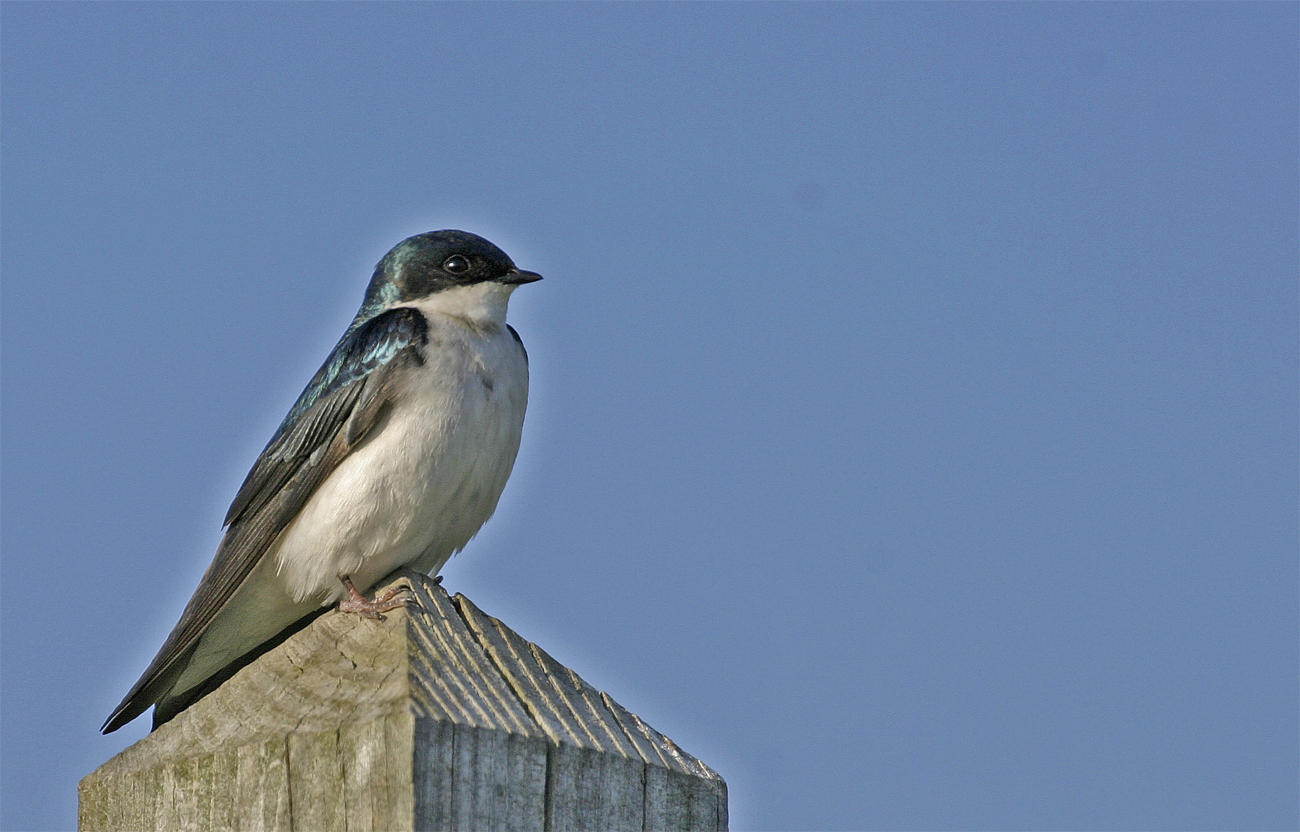 Tree Swallow