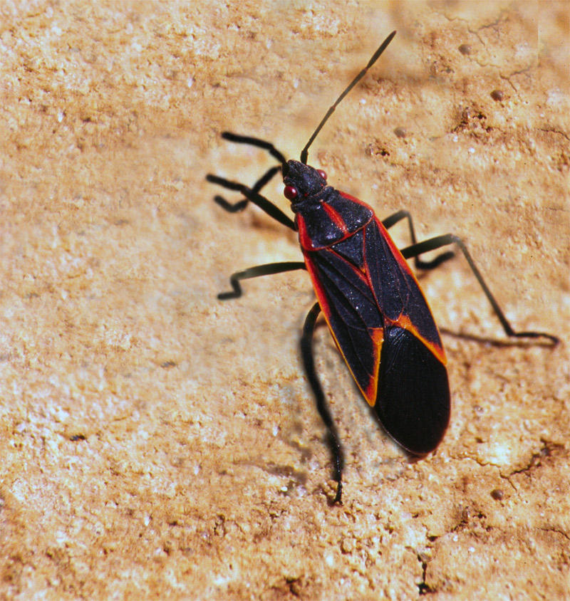 Box Elder Boogie