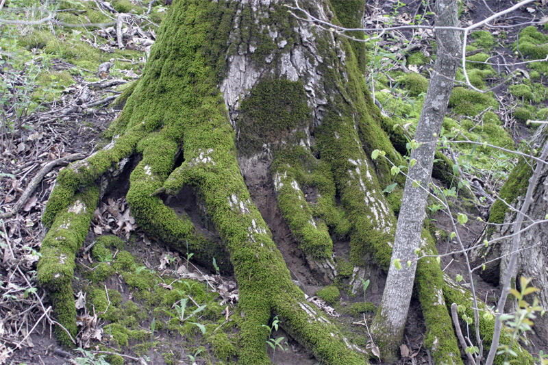 Serious Moss
