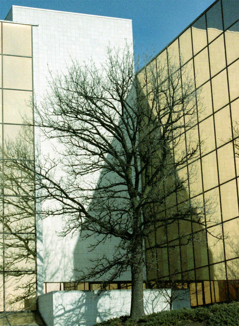 ShadowTree