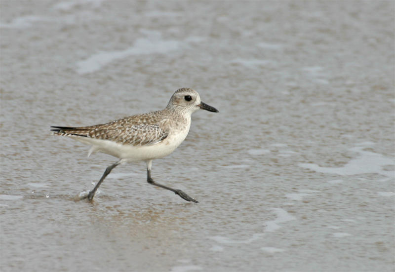 Black-bellied Plover 1