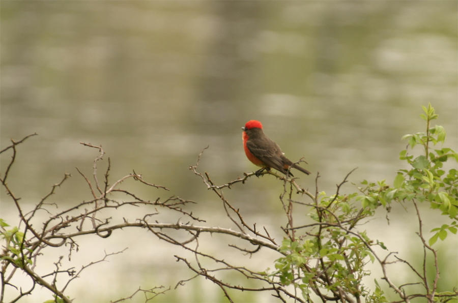 Vermilion Flycatcher 2