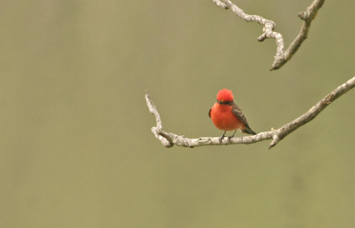 Vermilion Flycatcher 1
