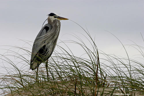 Great Blue Heron 3