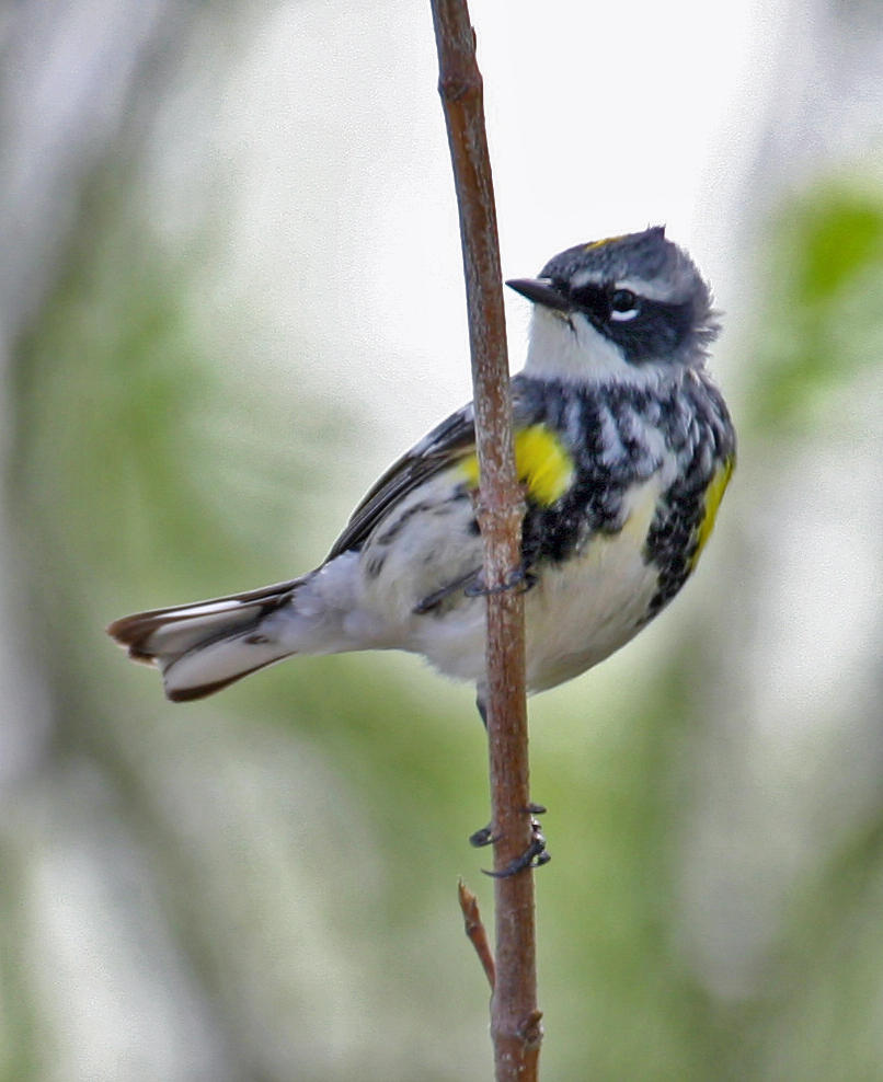 Yellow-rumped Warbler 1