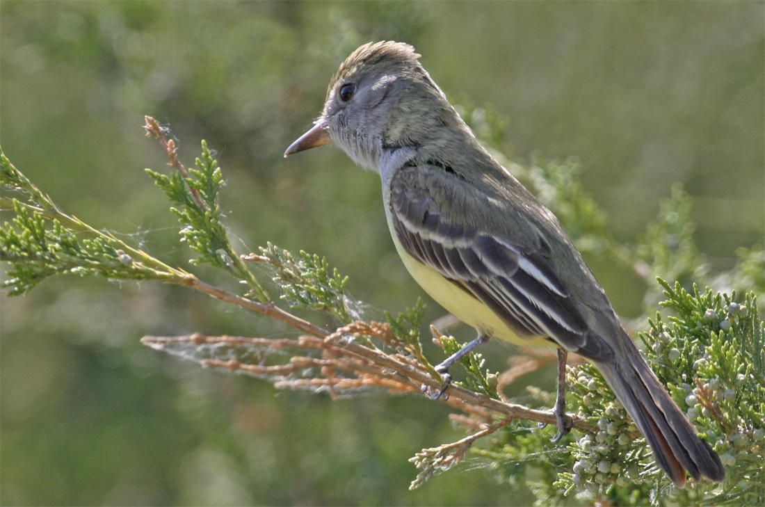 Great Crested Flycatcher 2