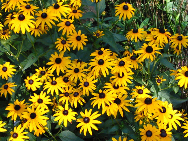 Rudabeckia