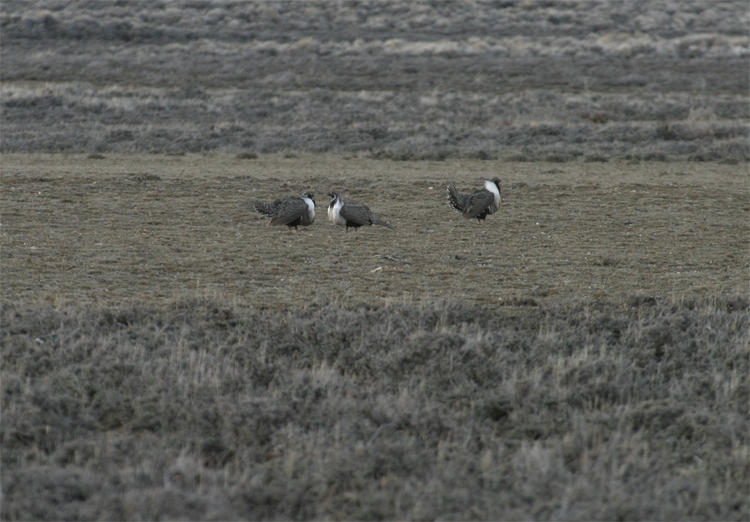 Greater Sage-Grouse 2