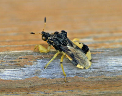 Nuclear Bug