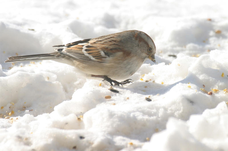 American Tree Sparrow 1